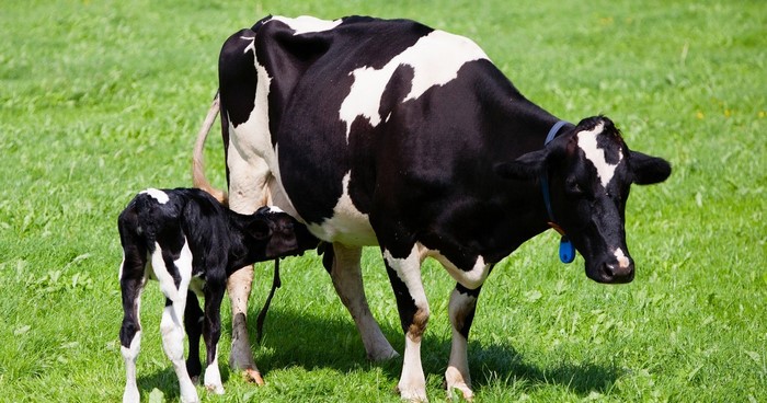 Thông tin kĩ thuật - Nguyên nhân và triệu chứng bệnh cơ trắng ở gia súc