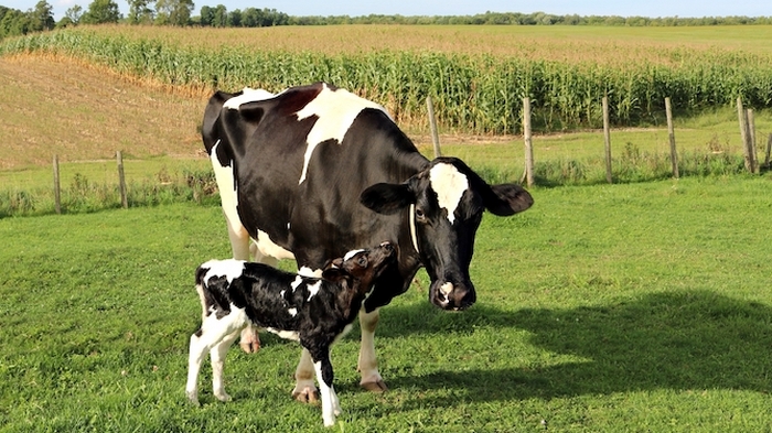 Thông tin kĩ thuật - Nguyên nhân và triệu chứng bệnh cơ trắng ở gia súc